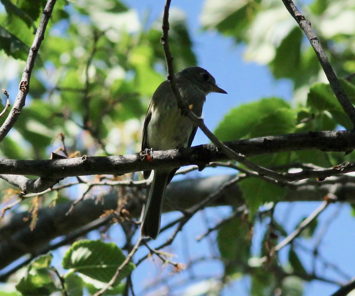 Dusky Flycatcher - ML254644791