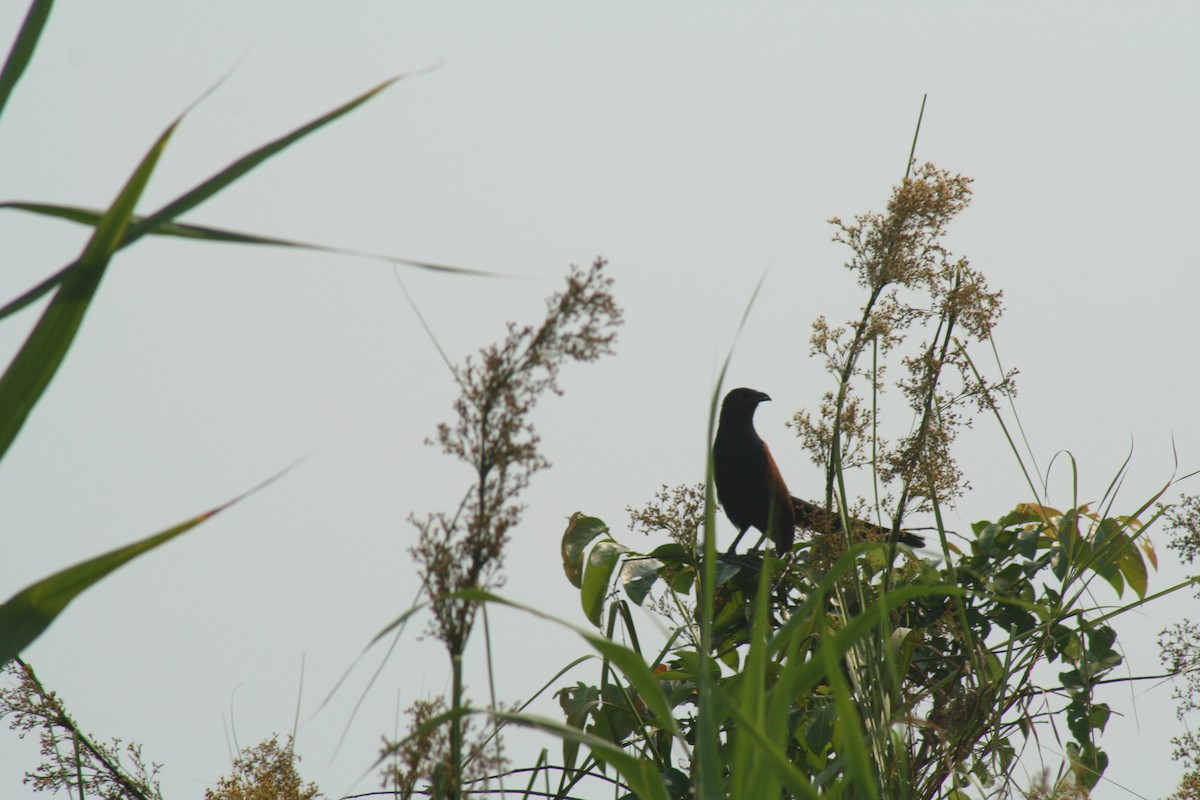 Grand Coucal (groupe sinensis) - ML254645401