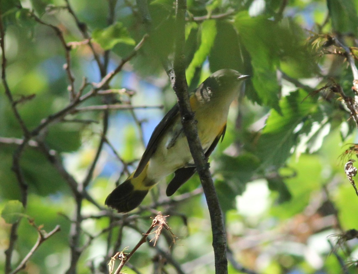 American Redstart - ML254645741