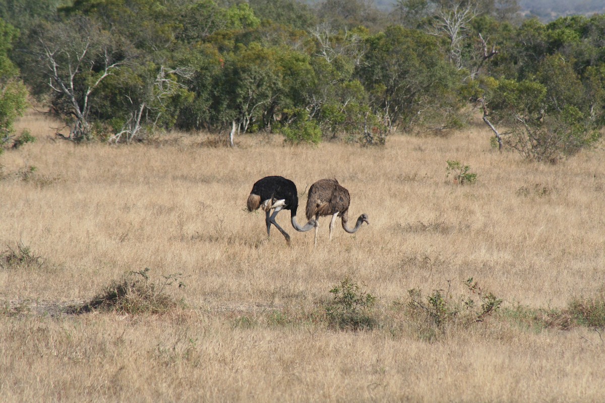 Common Ostrich - Aidan Powell