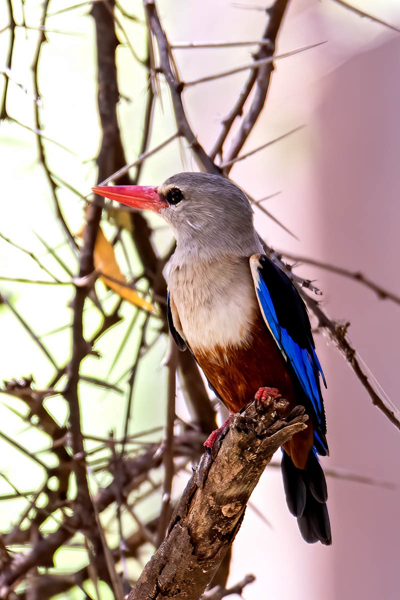 Gray-headed Kingfisher - ML254647861