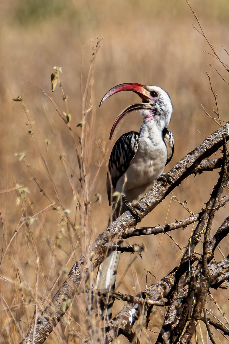 Northern Red-billed Hornbill - Uday Agashe