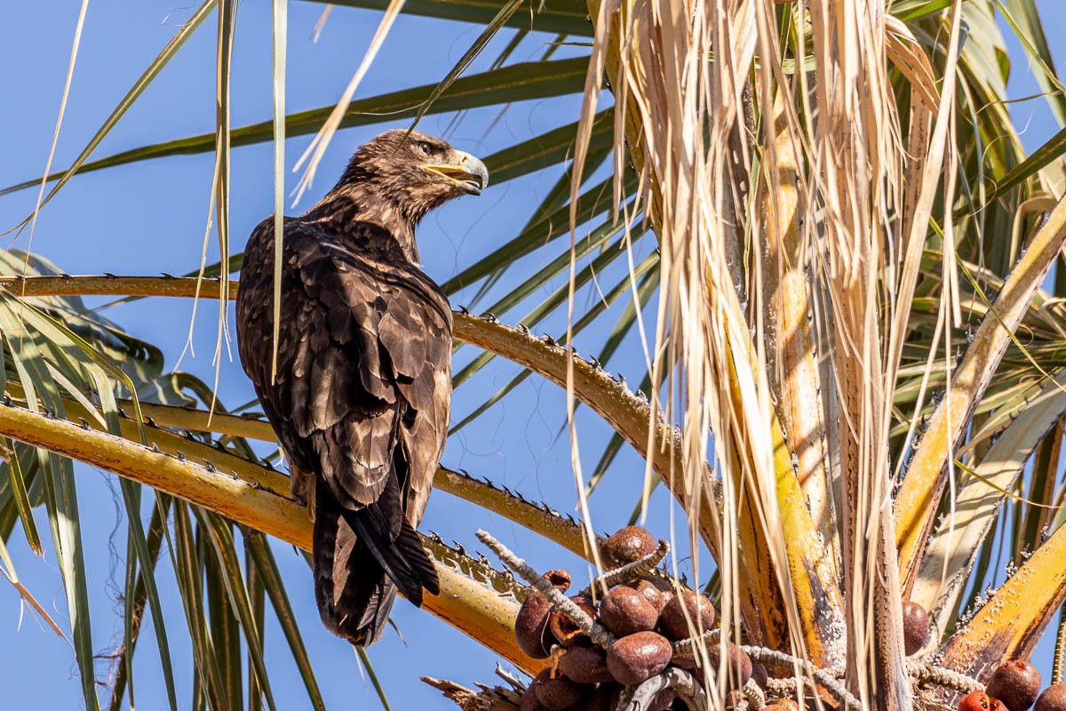 Steppe Eagle - ML254647971