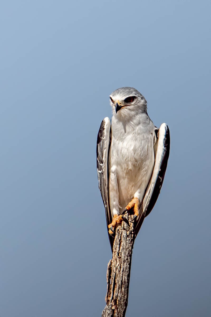 Black-winged Kite - ML254648021