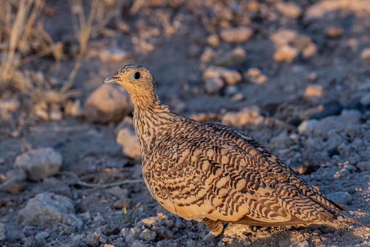 Chestnut-bellied Sandgrouse - ML254648131