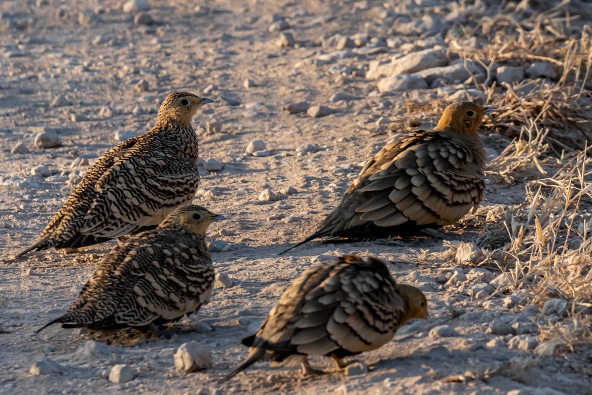 Chestnut-bellied Sandgrouse - Uday Agashe