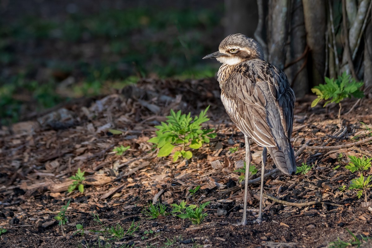 Bush Thick-knee - ML254648421