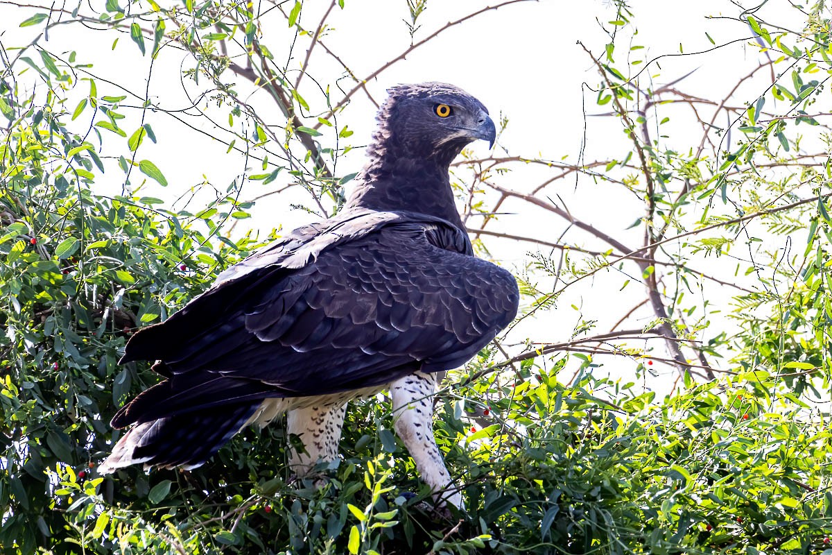 Martial Eagle - Uday Agashe