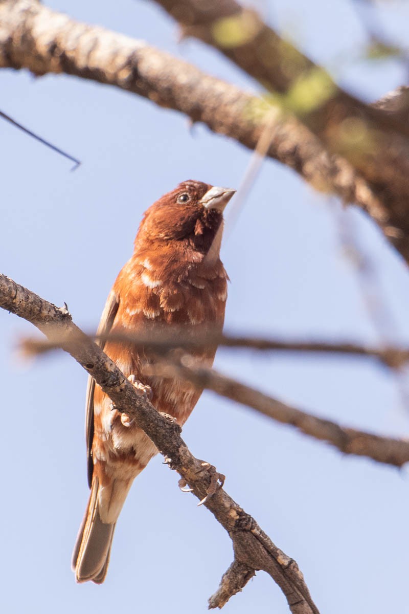 Chestnut Sparrow - ML254649601
