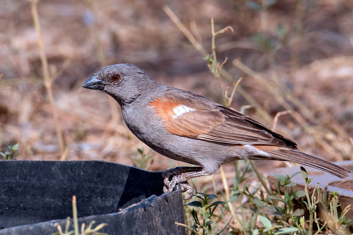 Kenya Rufous Sparrow - ML254649611