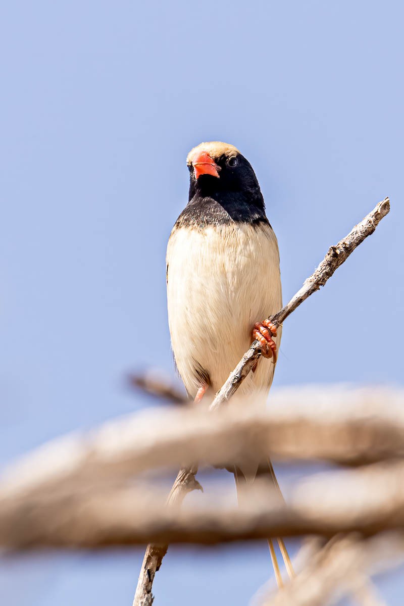 Straw-tailed Whydah - Uday Agashe
