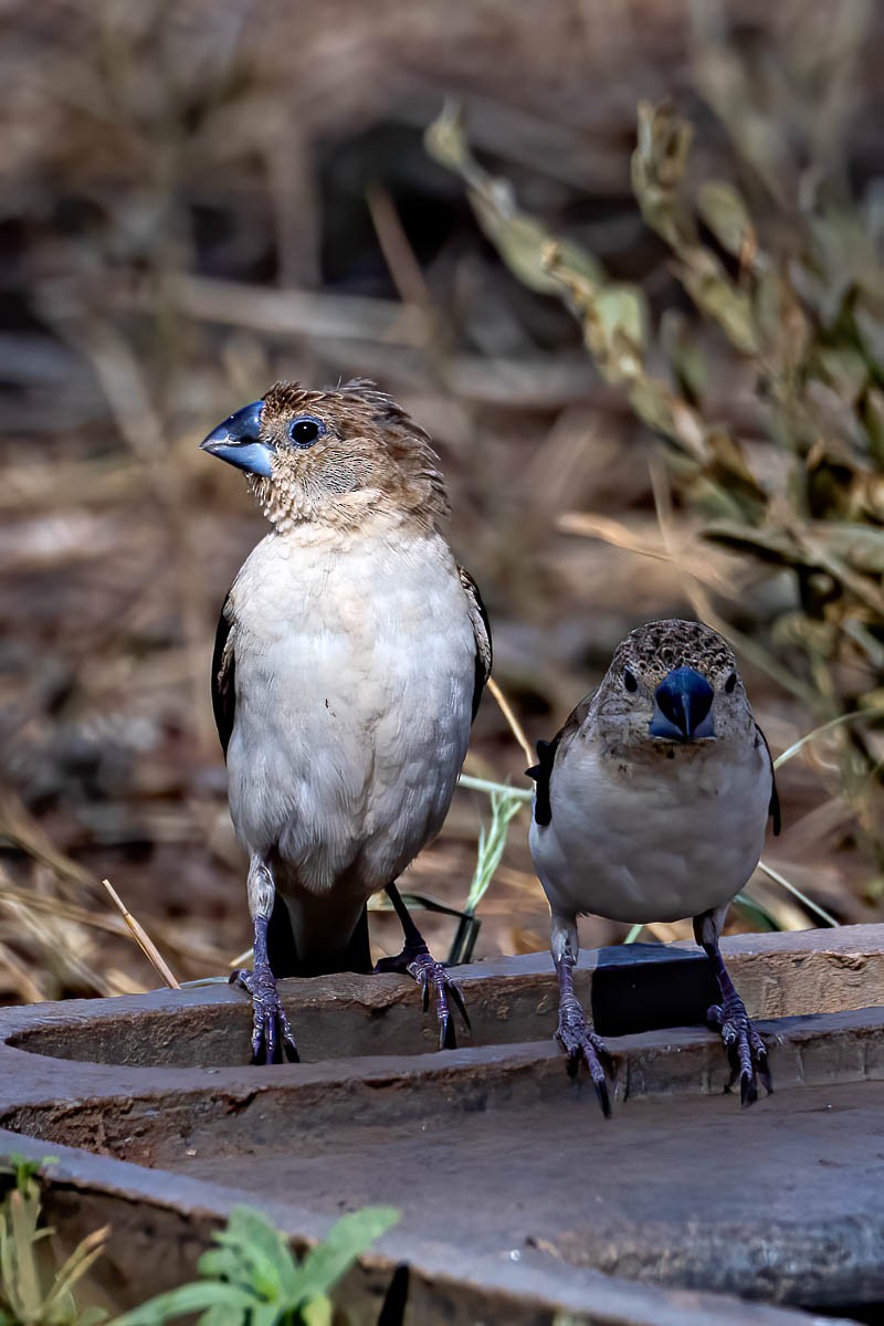 African Silverbill - ML254649641