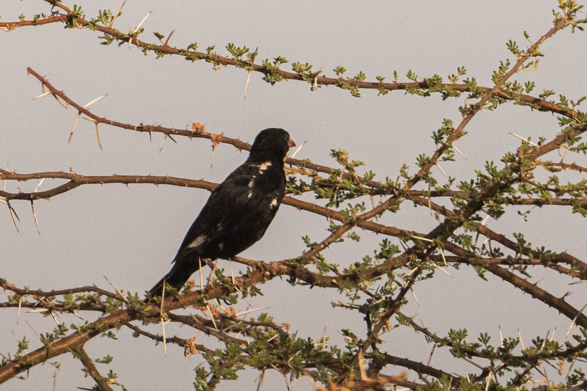 Red-billed Buffalo-Weaver - ML254649701