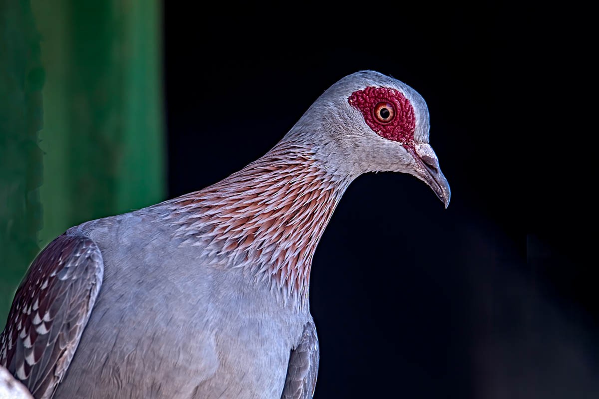 Speckled Pigeon - Uday Agashe