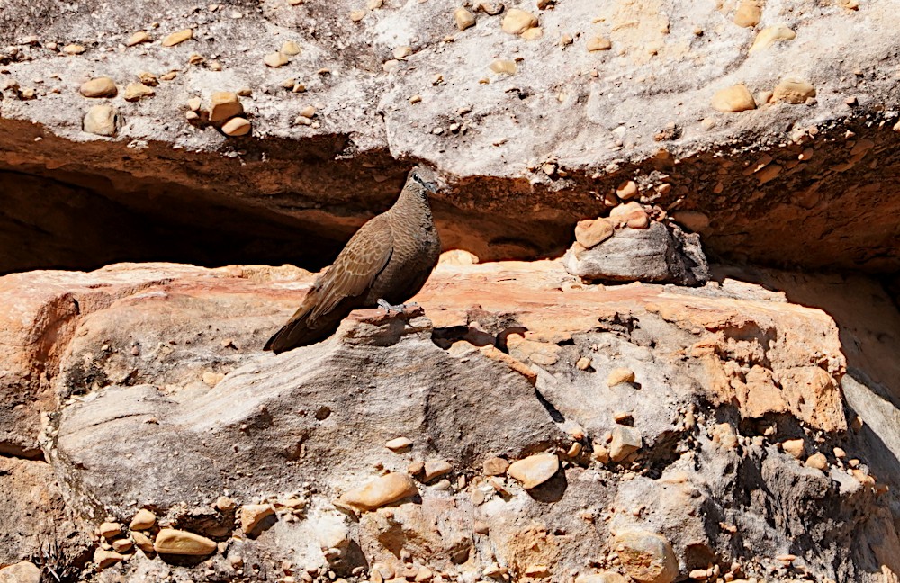 White-quilled Rock-Pigeon - Tom Tarrant