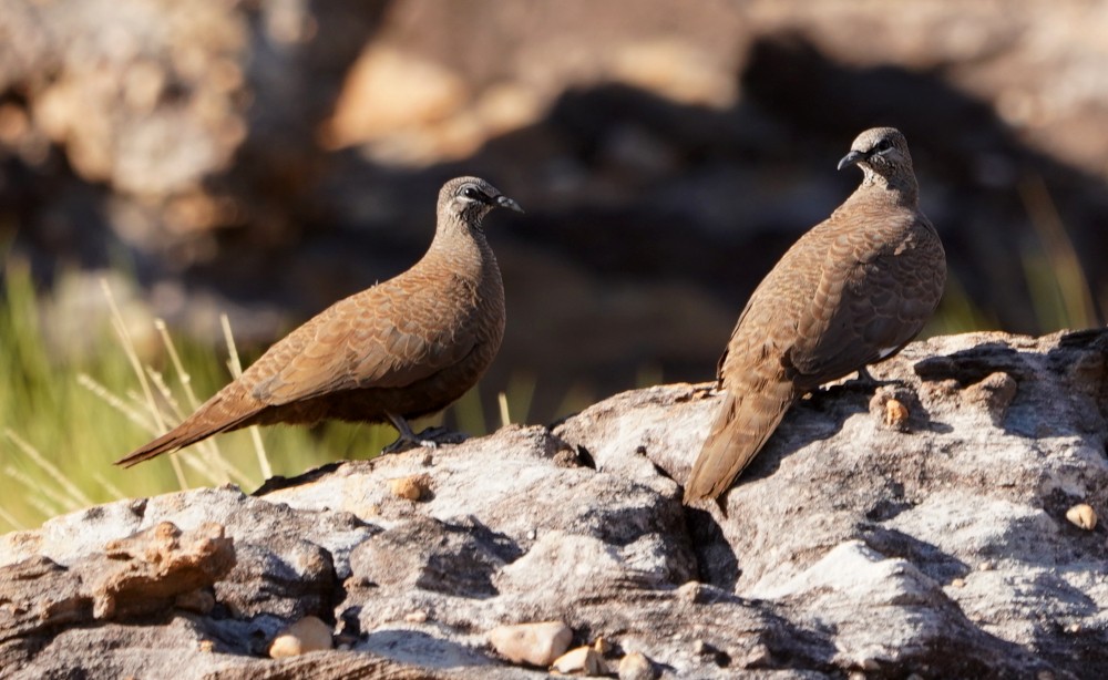 White-quilled Rock-Pigeon - Tom Tarrant