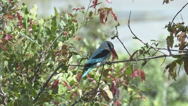 Woodland Kingfisher - ML254650171