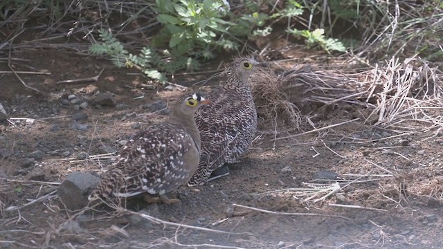 Double-banded Sandgrouse - ML254652031