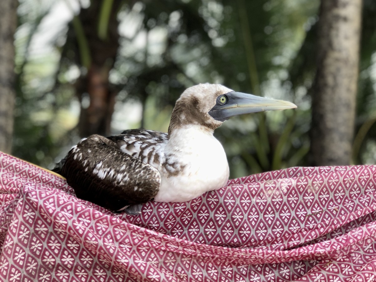 Masked Booby - ML254652911
