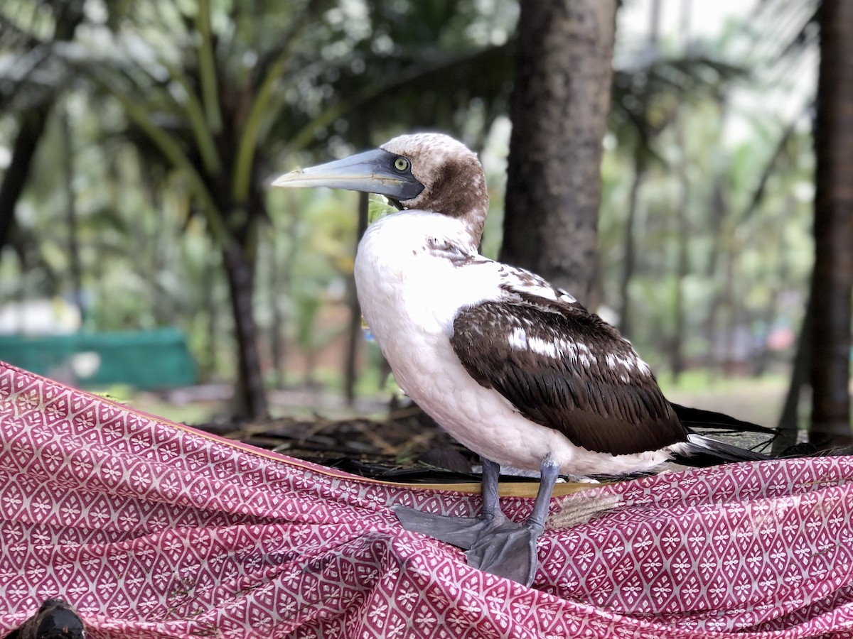 Masked Booby - ML254653041