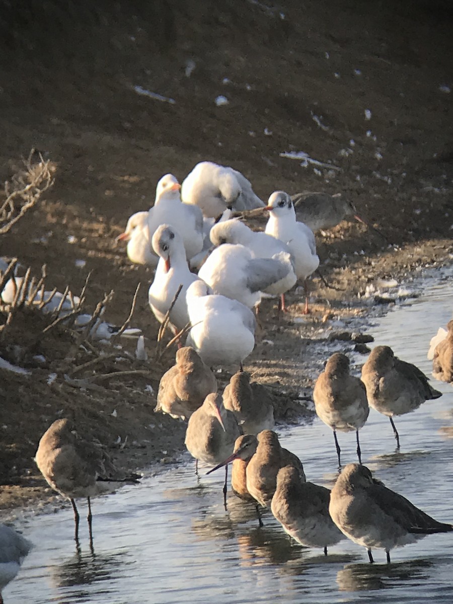 Black-tailed Godwit - ML254653731