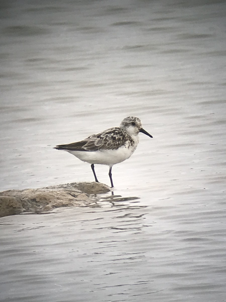 Sanderling - ML254653761