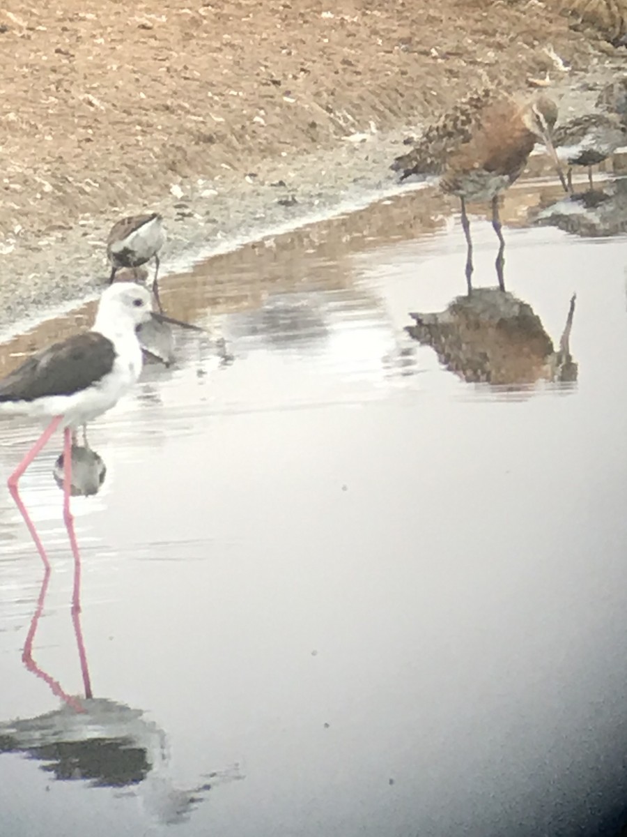 Black-winged Stilt - ML254653781