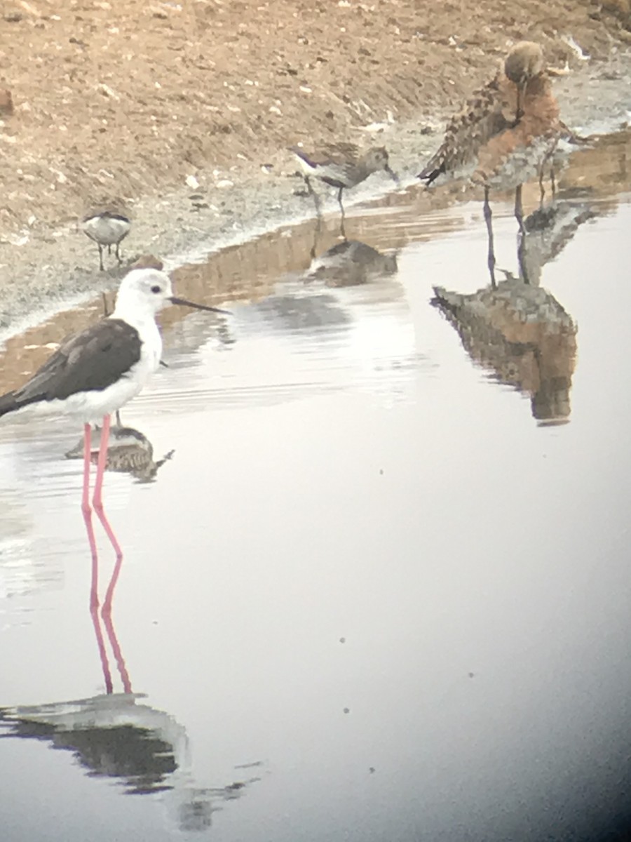 Dunlin - ML254653811