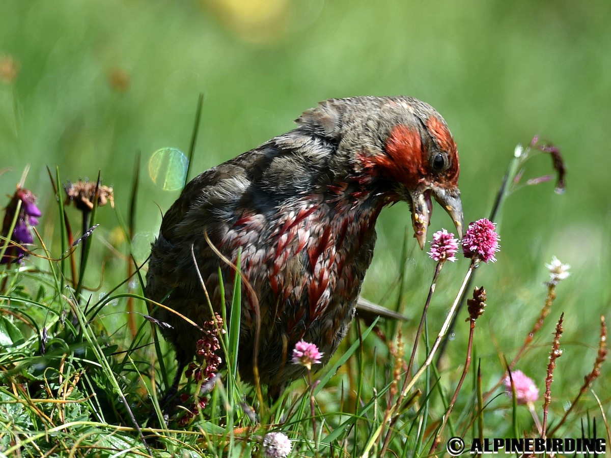 Red-fronted Rosefinch - ML254654911