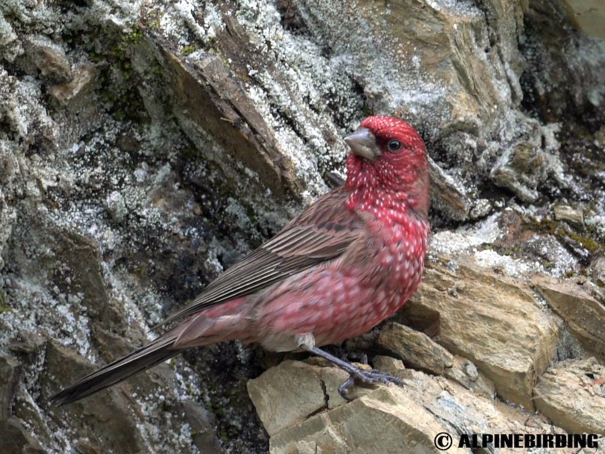 Streaked Rosefinch - ML254654931