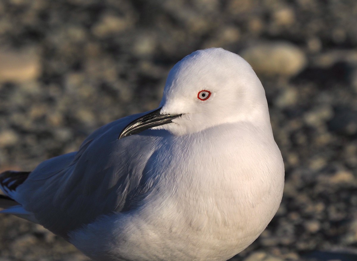 Black-billed Gull - ML254655811