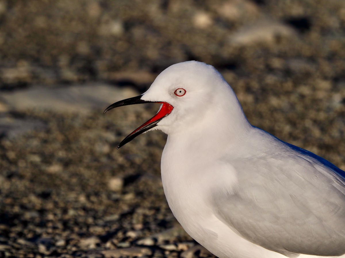 Black-billed Gull - ML254655881