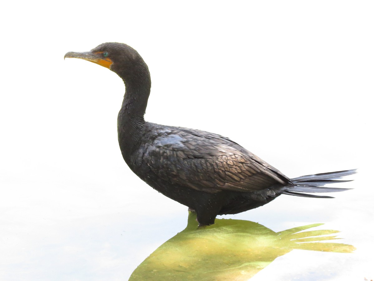 Double-crested Cormorant - ML254656591