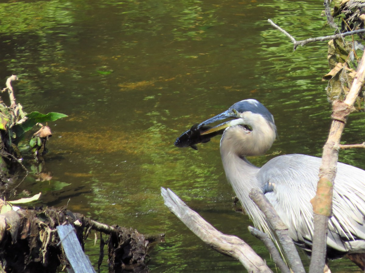 Great Blue Heron - ML254656831