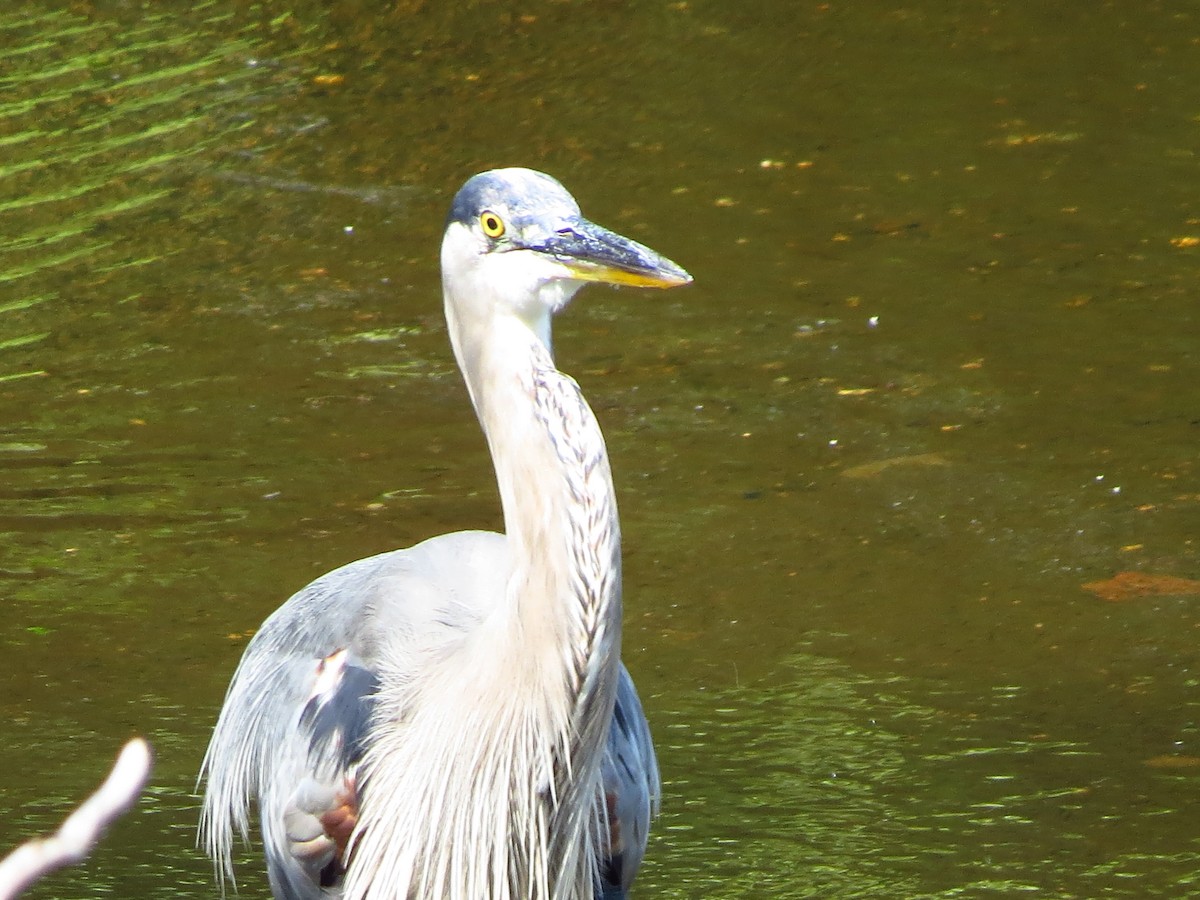 Great Blue Heron - ML254656841