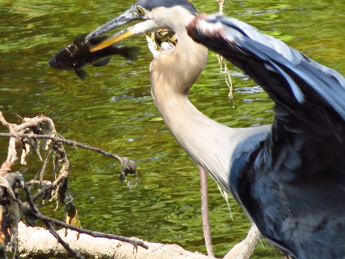 Great Blue Heron - ML254656851