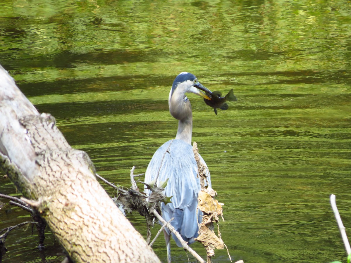 Great Blue Heron - ML254656861