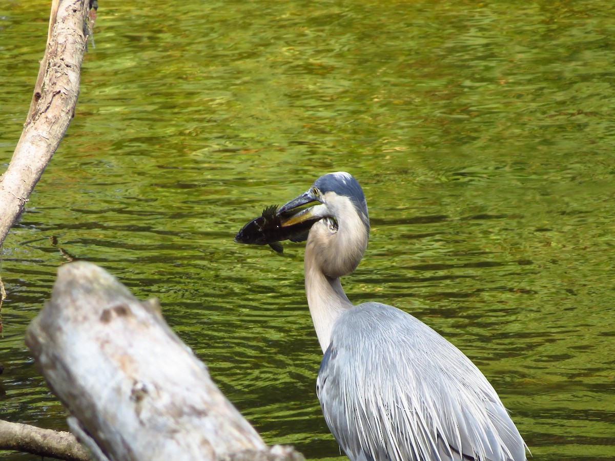 Great Blue Heron - ML254656871