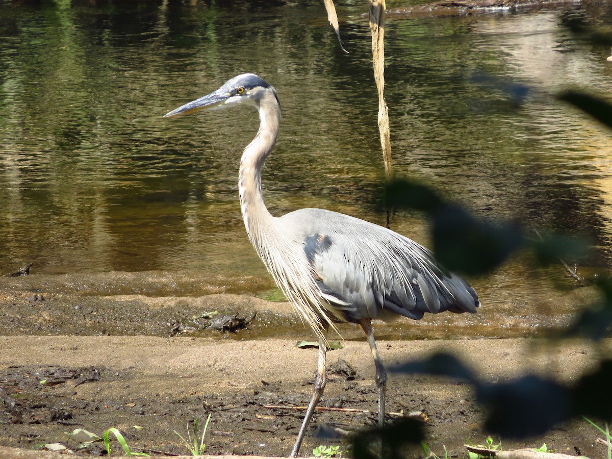 Great Blue Heron - ML254656881