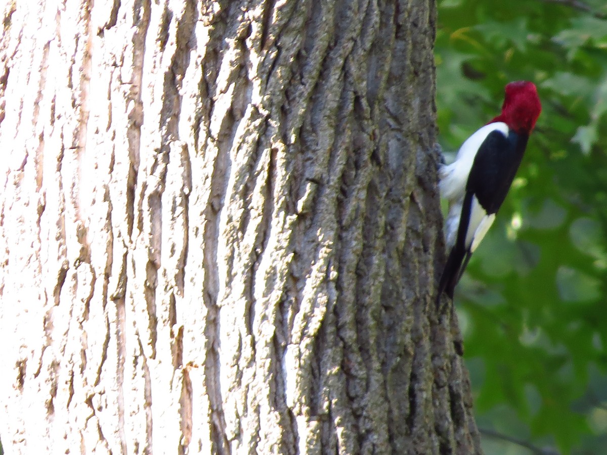 Red-headed Woodpecker - ML254657301