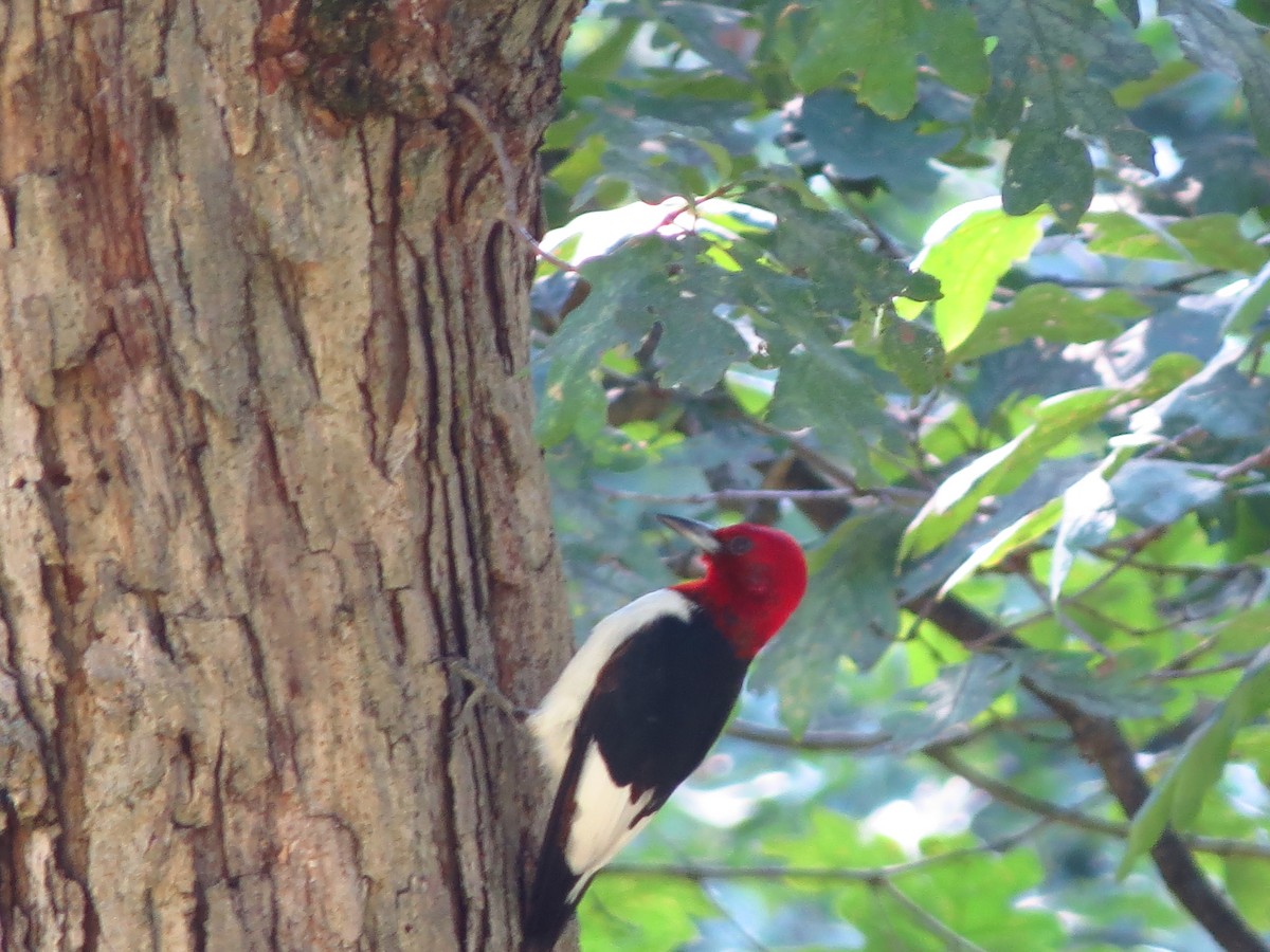 Red-headed Woodpecker - ML254657311