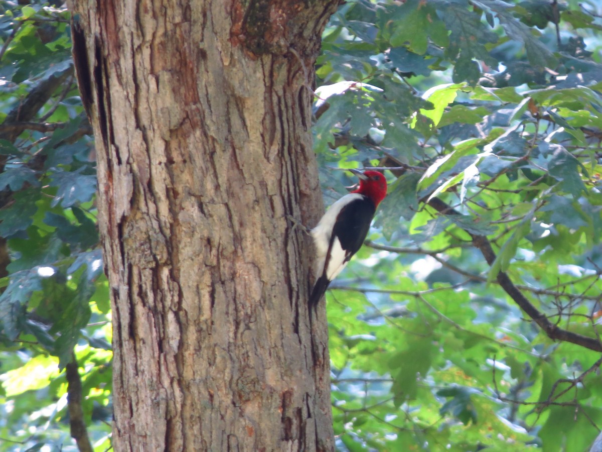 Red-headed Woodpecker - ML254657321