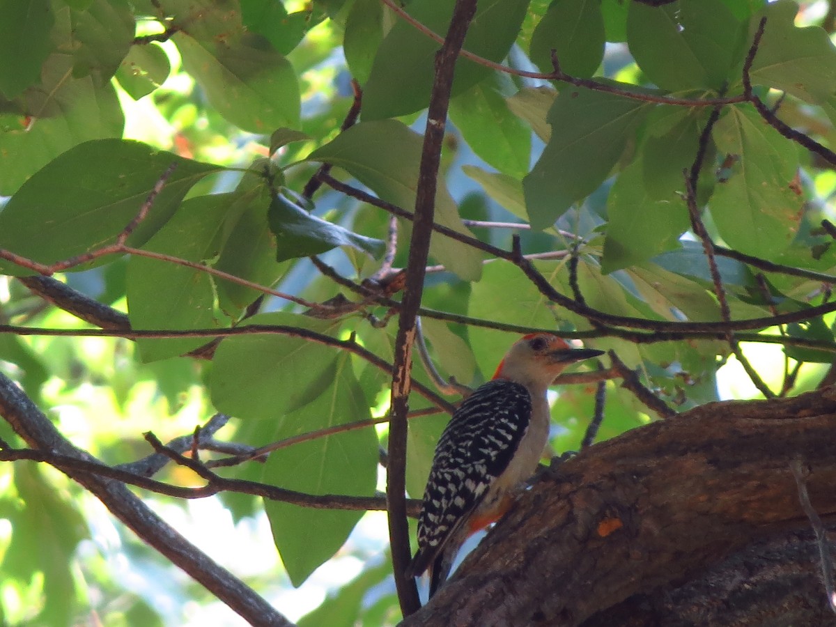 Red-bellied Woodpecker - Lillian Lugo