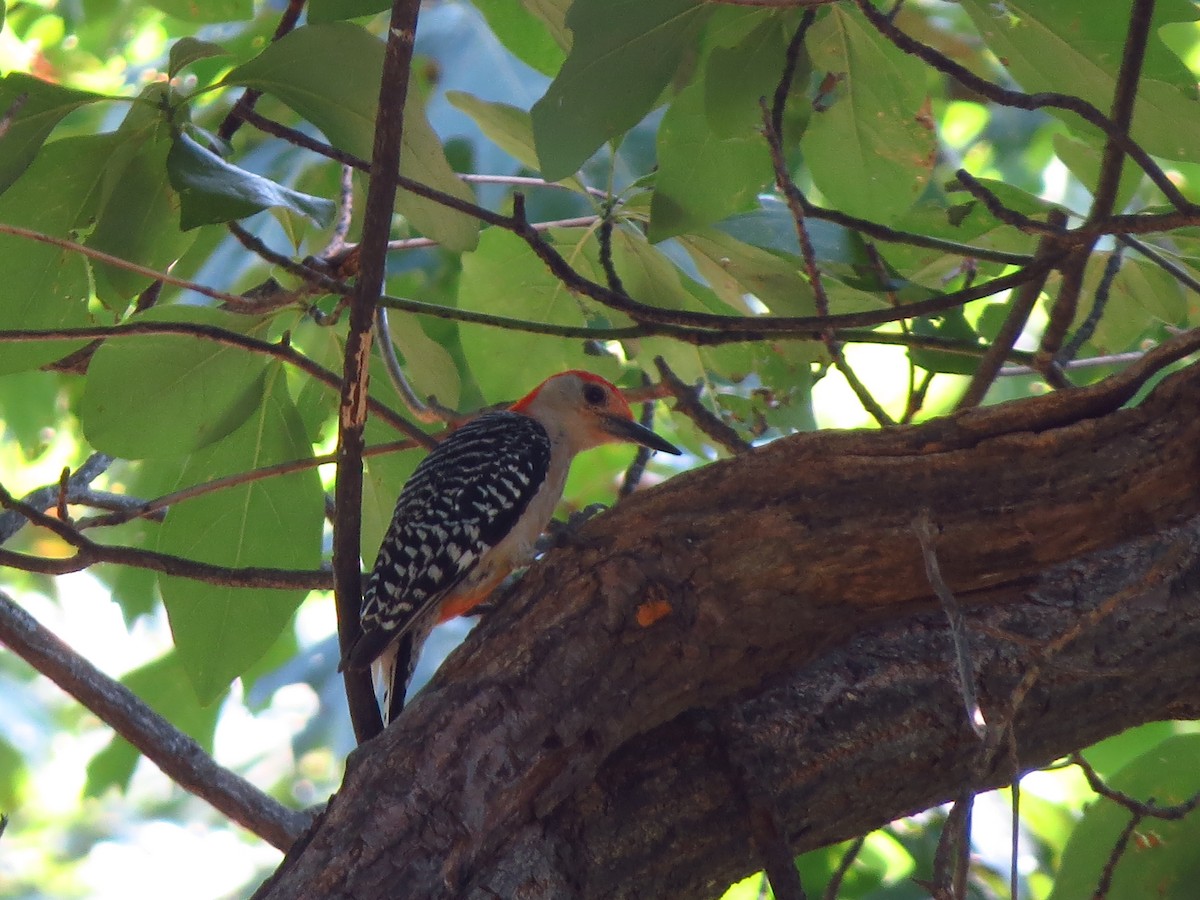 Red-bellied Woodpecker - ML254657341