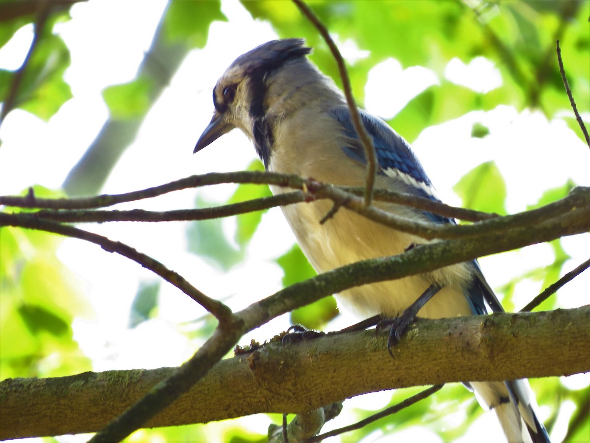 Blue Jay - ML254657351