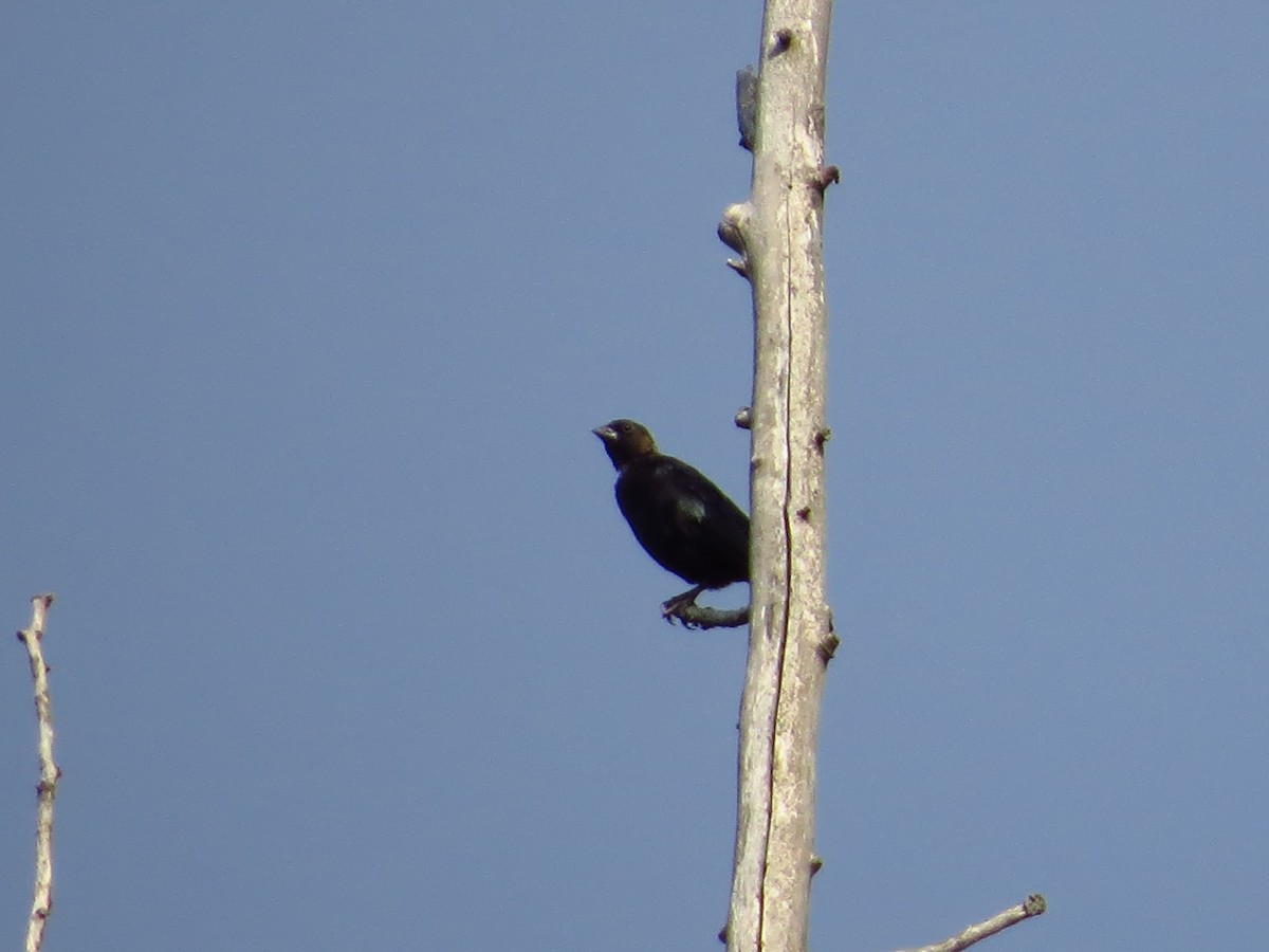 Brown-headed Cowbird - ML254657421