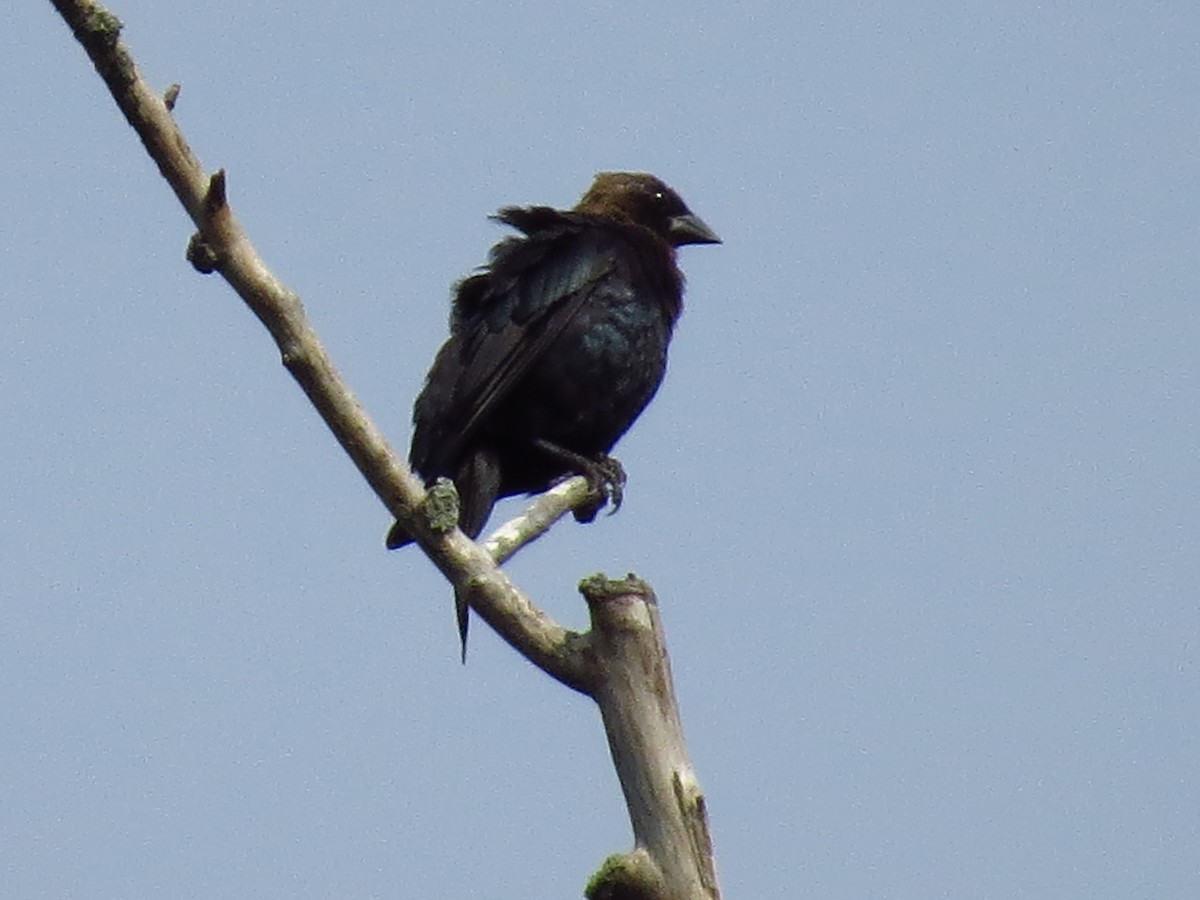 Brown-headed Cowbird - ML254657431