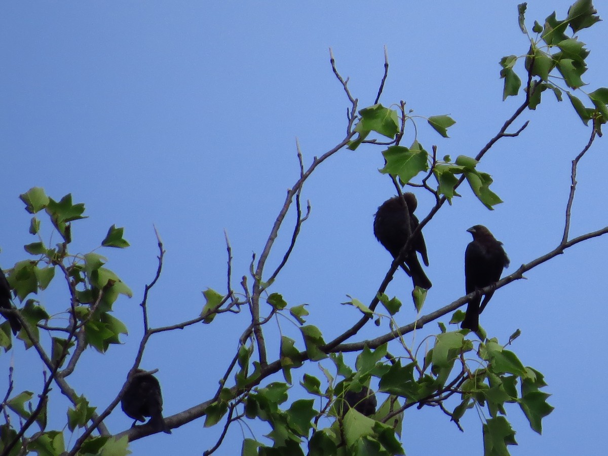 Brown-headed Cowbird - ML254657441