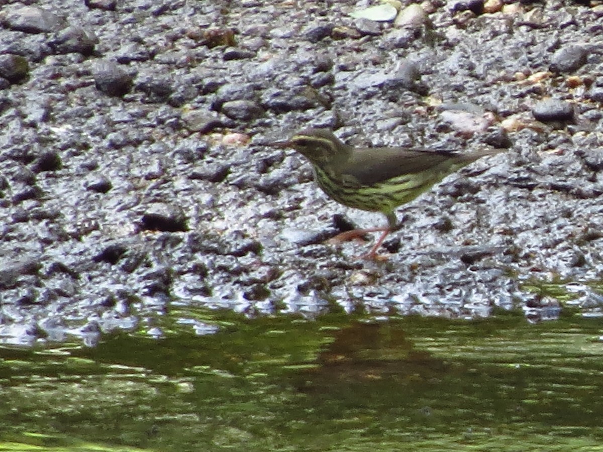 Northern Waterthrush - ML254657471