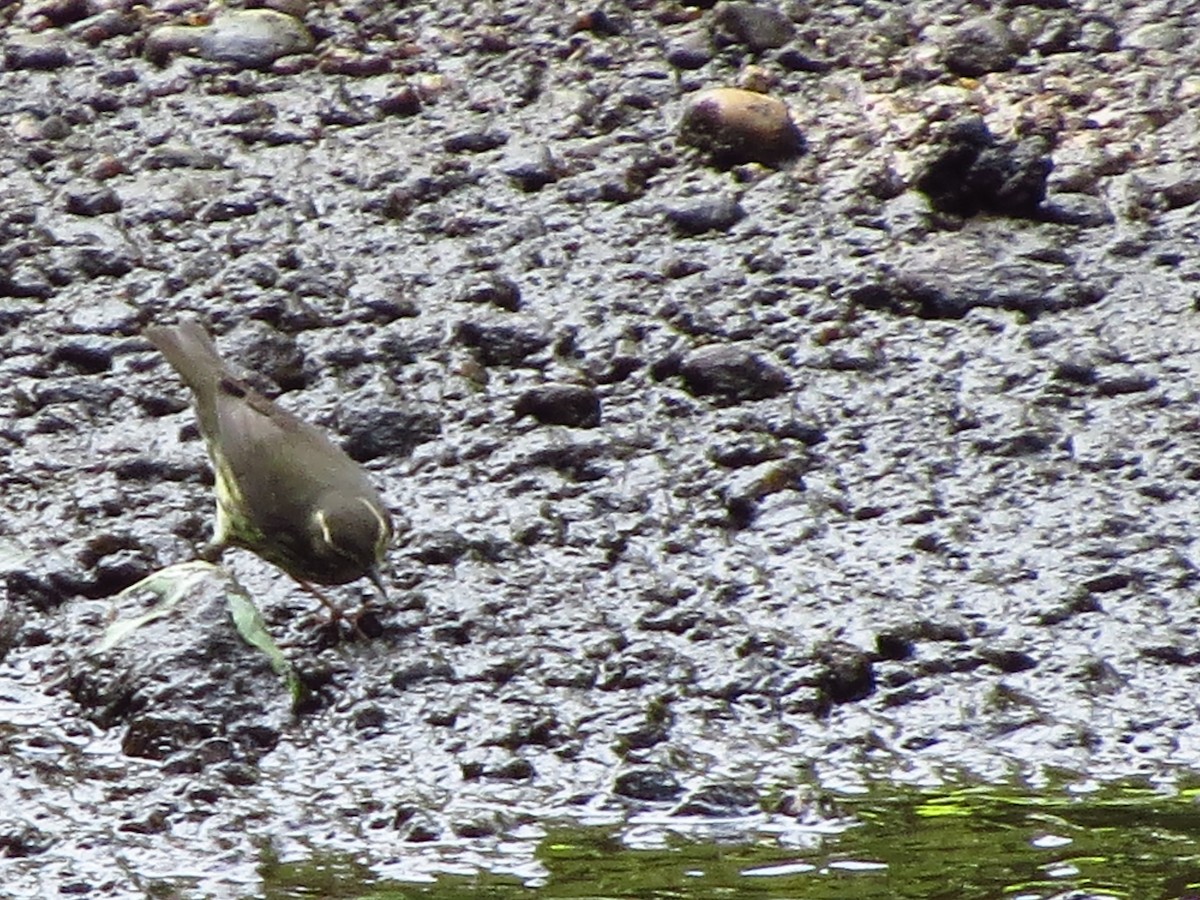 Northern Waterthrush - Lillian Lugo